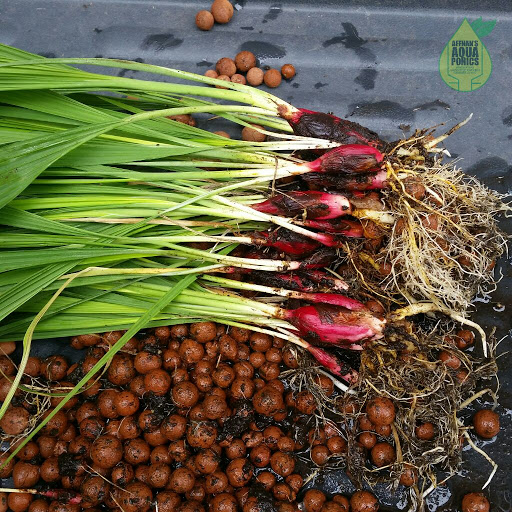 Affnan's Aquaponics Basic Aquaponics Dayak Onion Propagation